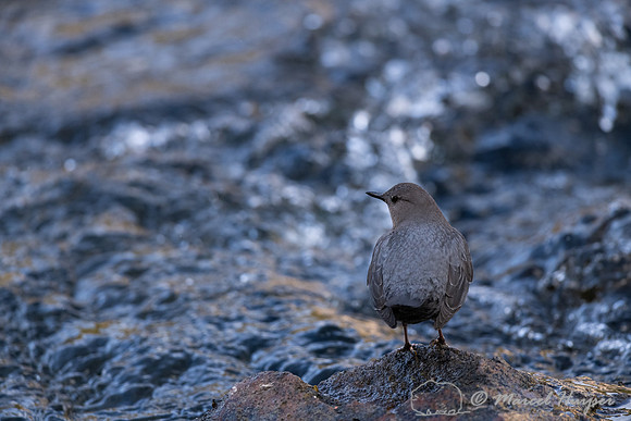 American dipper (Cinclus mexicanus), Wyoming