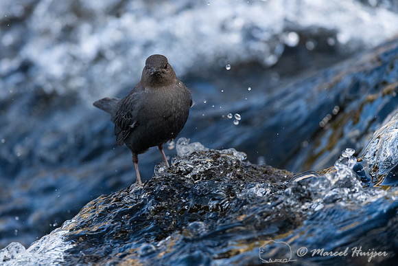 American dipper (Cinclus mexicanus), Wyoming