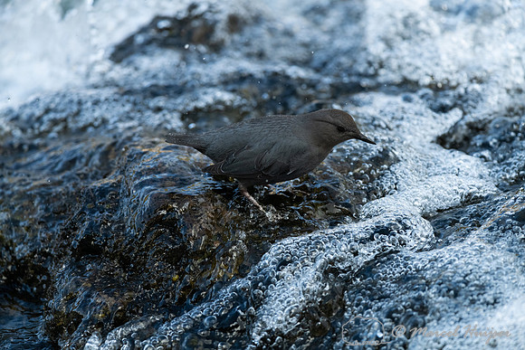 American dipper (Cinclus mexicanus), Wyoming