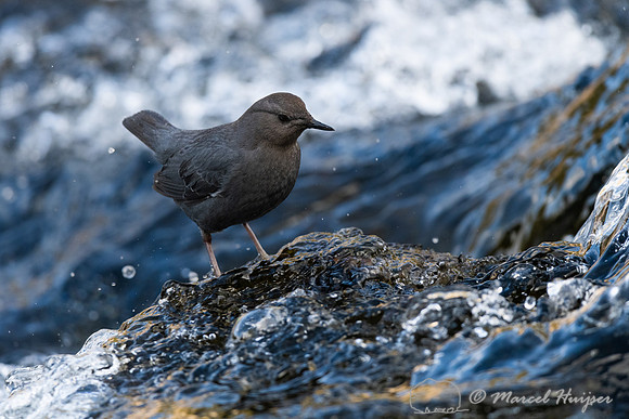 American dipper (Cinclus mexicanus), Wyoming