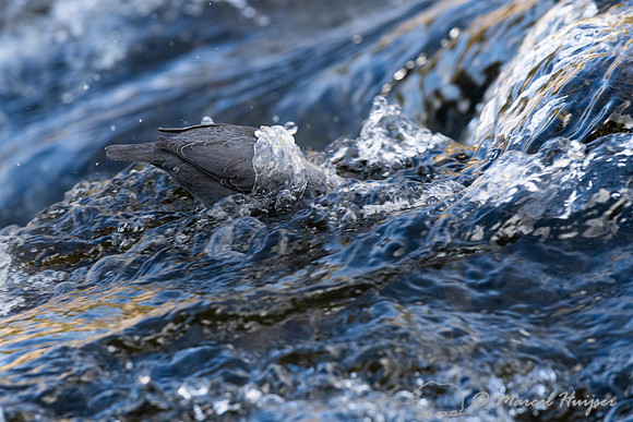 American dipper (Cinclus mexicanus), Wyoming