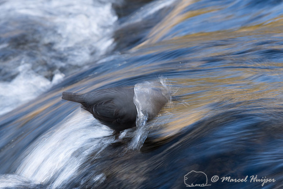 American dipper (Cinclus mexicanus), Wyoming