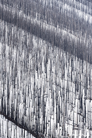 Burned forest in snow, Wyoming, USA