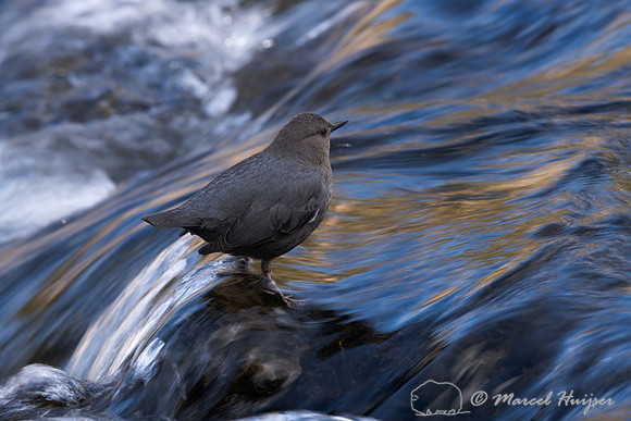 American dipper (Cinclus mexicanus), Wyoming