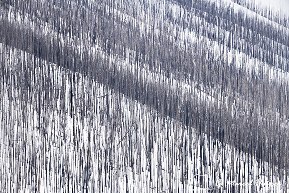 Burned forest in snow, Wyoming, USA