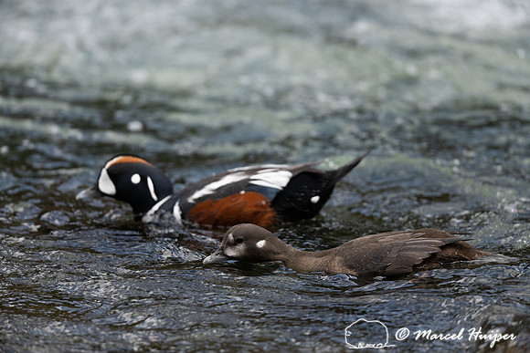 Male and female harlequin duck (Histrionicus histrionicus) matin