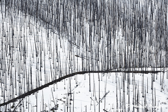 Burned forest in snow, Wyoming, USA