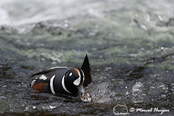 Male and female harlequin duck (Histrionicus histrionicus) matin