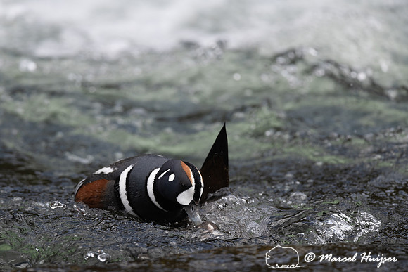 Male and female harlequin duck (Histrionicus histrionicus) matin
