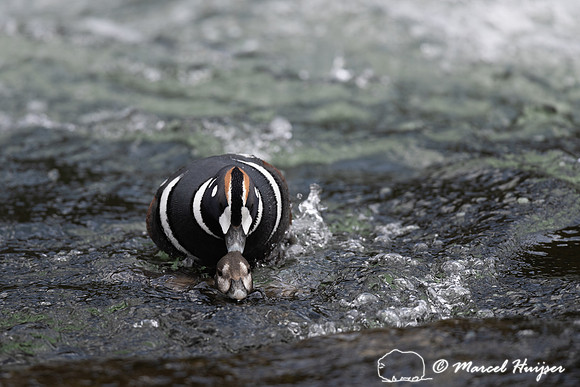 Male and female harlequin duck (Histrionicus histrionicus) matin