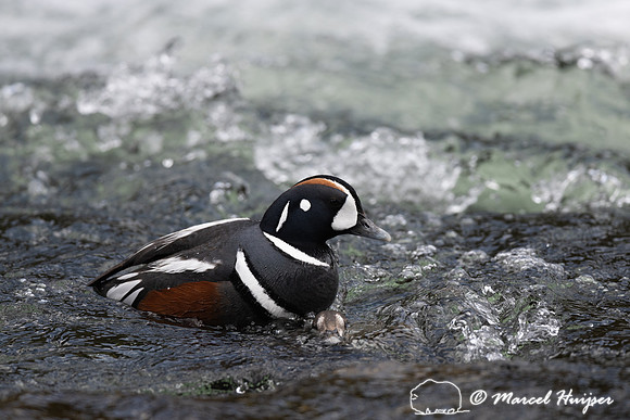 Male and female harlequin duck (Histrionicus histrionicus) matin