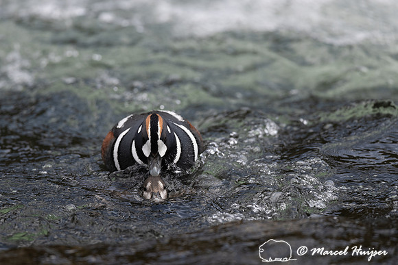 Male and female harlequin duck (Histrionicus histrionicus) matin