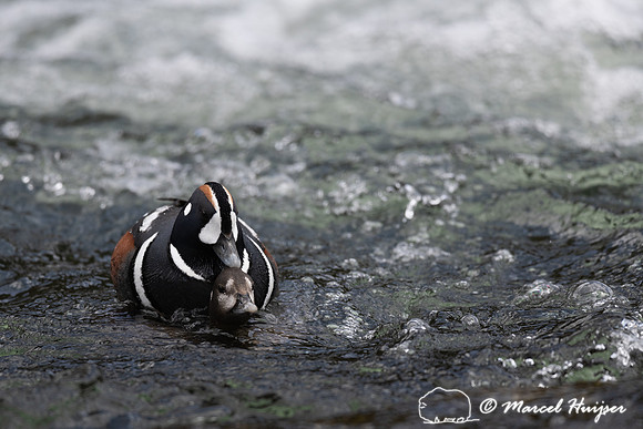 Male and female harlequin duck (Histrionicus histrionicus) matin