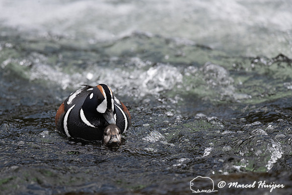 Male and female harlequin duck (Histrionicus histrionicus) matin