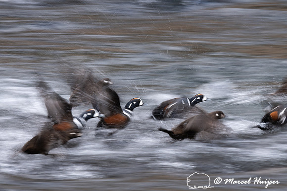Male and female harlequin ducks (Histrionicus histrionicus) scra