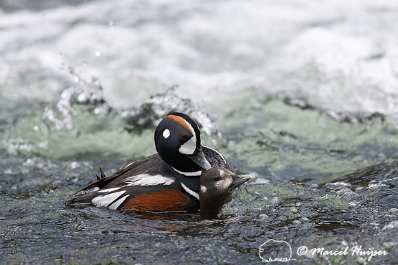 Male and female harlequin duck (Histrionicus histrionicus) matin