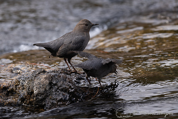 American dippers mating (Cinclus mexicanus), Wyoming