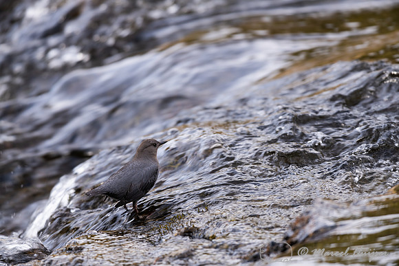 American dipper (Cinclus mexicanus), Wyoming