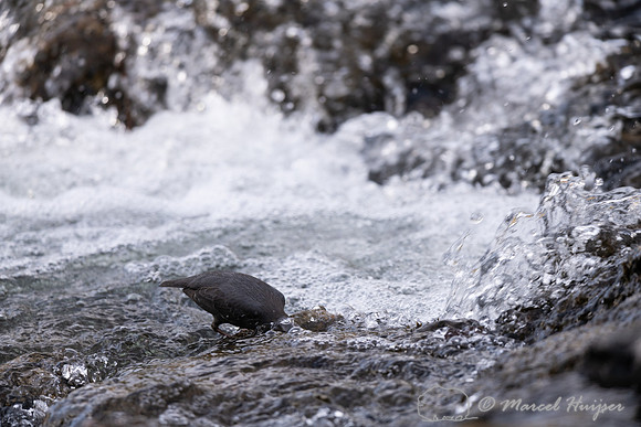 American dipper (Cinclus mexicanus), Wyoming