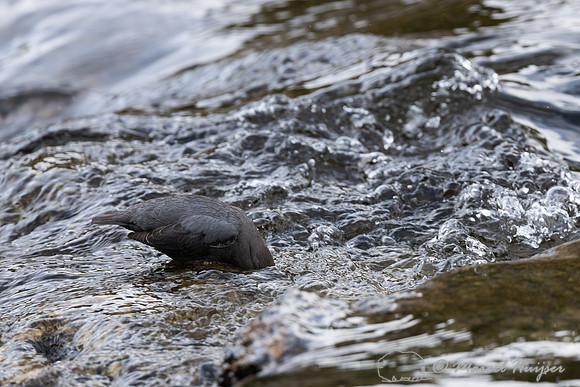 American dipper (Cinclus mexicanus), Wyoming