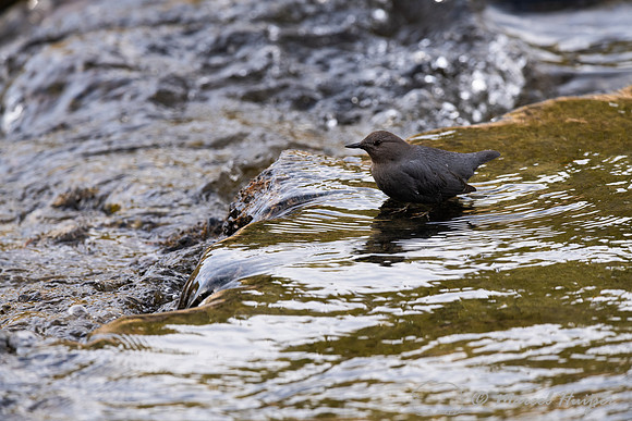 American dipper (Cinclus mexicanus), Wyoming