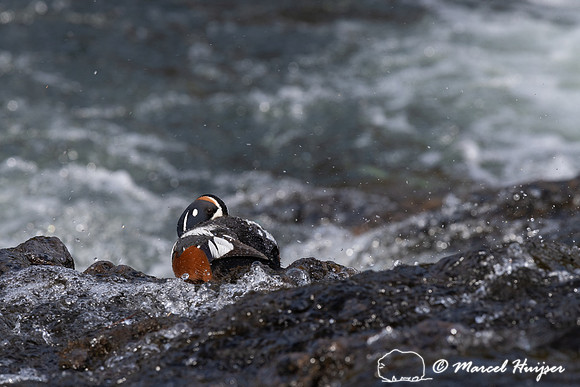 Male harlequin duck (Histrionicus histrionicus), Wyoming, USA