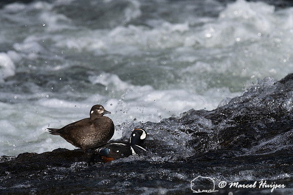 Male and female harlequin duck (Histrionicus histrionicus), Wyom