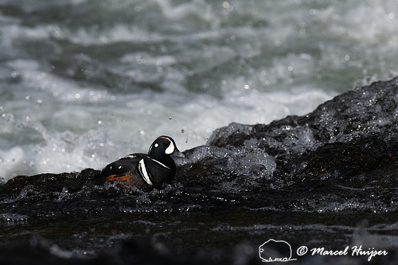Male harlequin duck (Histrionicus histrionicus), Wyoming, USA