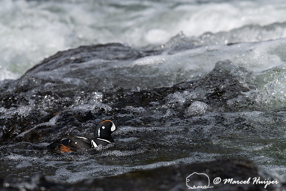 Male harlequin duck (Histrionicus histrionicus), Wyoming, USA