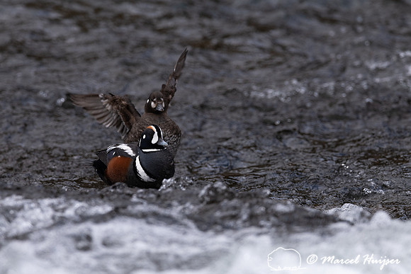 Male and female harlequin duck (Histrionicus histrionicus), Wyom
