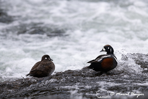 Male and female harlequin duck (Histrionicus histrionicus), Wyom