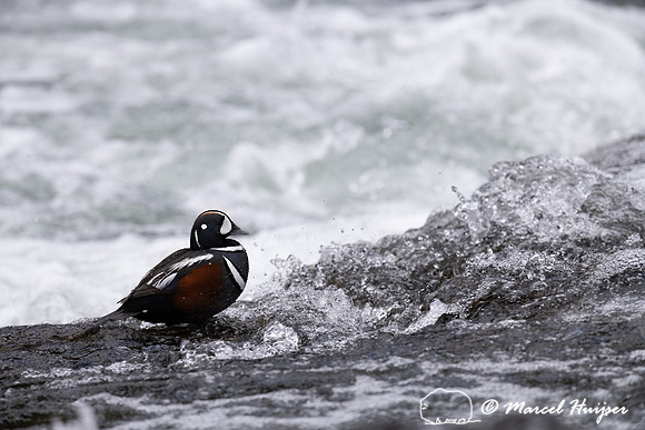 Male harlequin duck (Histrionicus histrionicus), Wyoming, USA