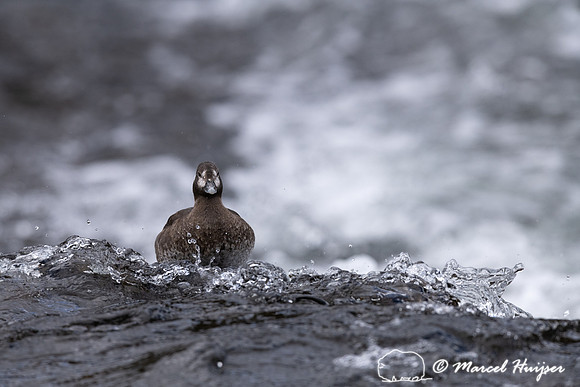 Female harlequin duck (Histrionicus histrionicus), Wyoming, USA