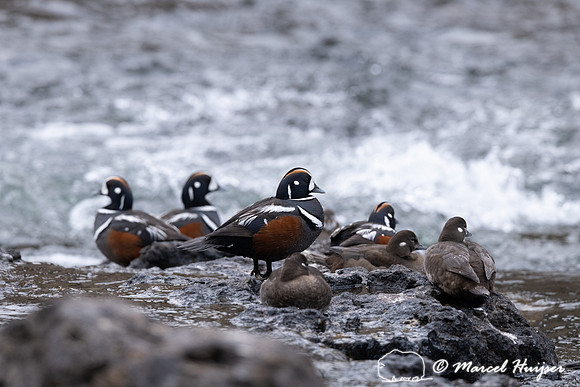 Male and female harlequin ducks (Histrionicus histrionicus), Wyo
