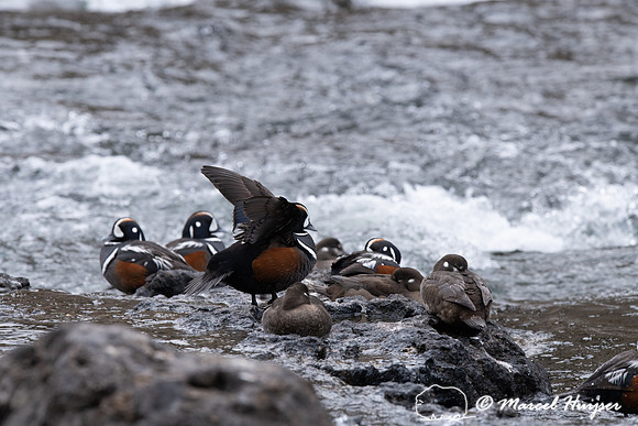 Male and female harlequin ducks (Histrionicus histrionicus), Wyo