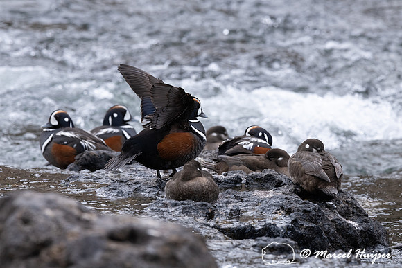 Male and female harlequin ducks (Histrionicus histrionicus), Wyo