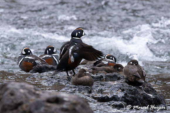 Male and female harlequin ducks (Histrionicus histrionicus), Wyo