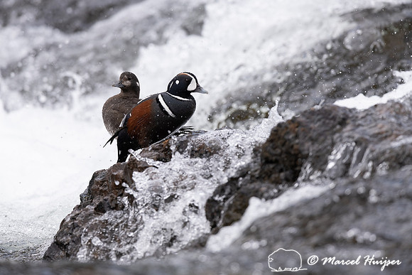 Male and female harlequin duck (Histrionicus histrionicus), Wyom
