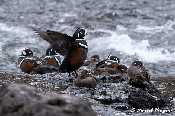 Male and female harlequin ducks (Histrionicus histrionicus), Wyo