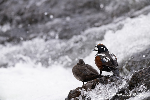 Male and female harlequin duck (Histrionicus histrionicus), Wyom