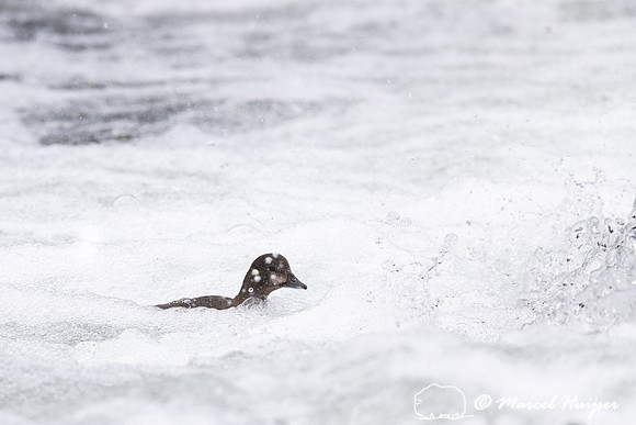 Female harlequin duck (Histrionicus histrionicus), Wyoming, USA