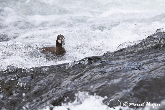 Female harlequin duck (Histrionicus histrionicus), Wyoming, USA
