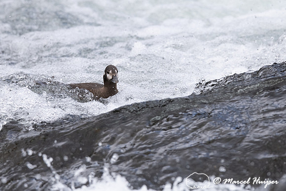 Female harlequin duck (Histrionicus histrionicus), Wyoming, USA