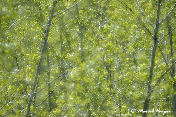 Quaking aspen foliage (Populus tremuloides) in spring, Montana, USA