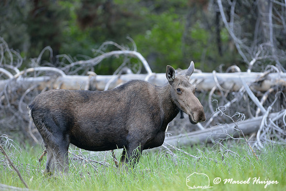 Cow moose, south end Phelps Lake, near Moose, Wyoming, USA