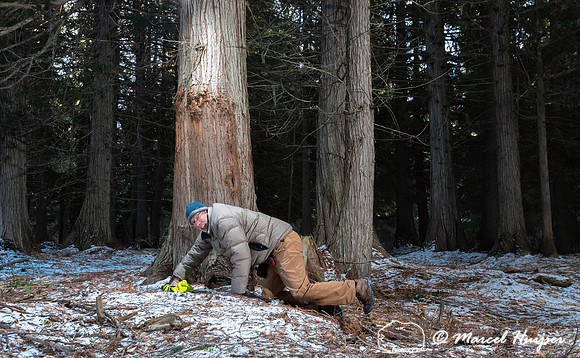 Marcel Huijser tests the camera trap in a western red cedar grov