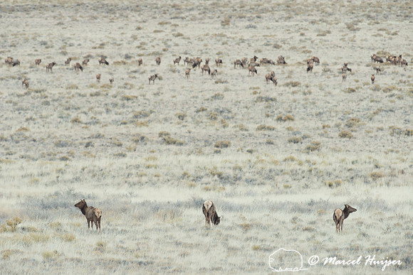 Elk (Cervus canadensis), Great Sand Dunes National Park and Pres