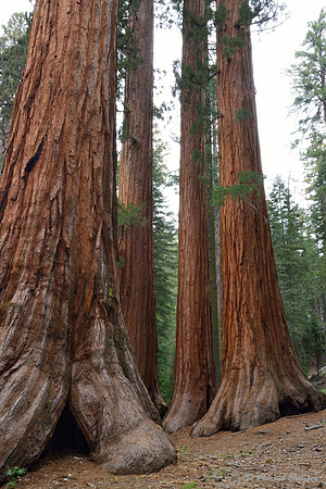 Giant sequoias (Sequoiadendron giganteum), Yosemite National Park, California, USA