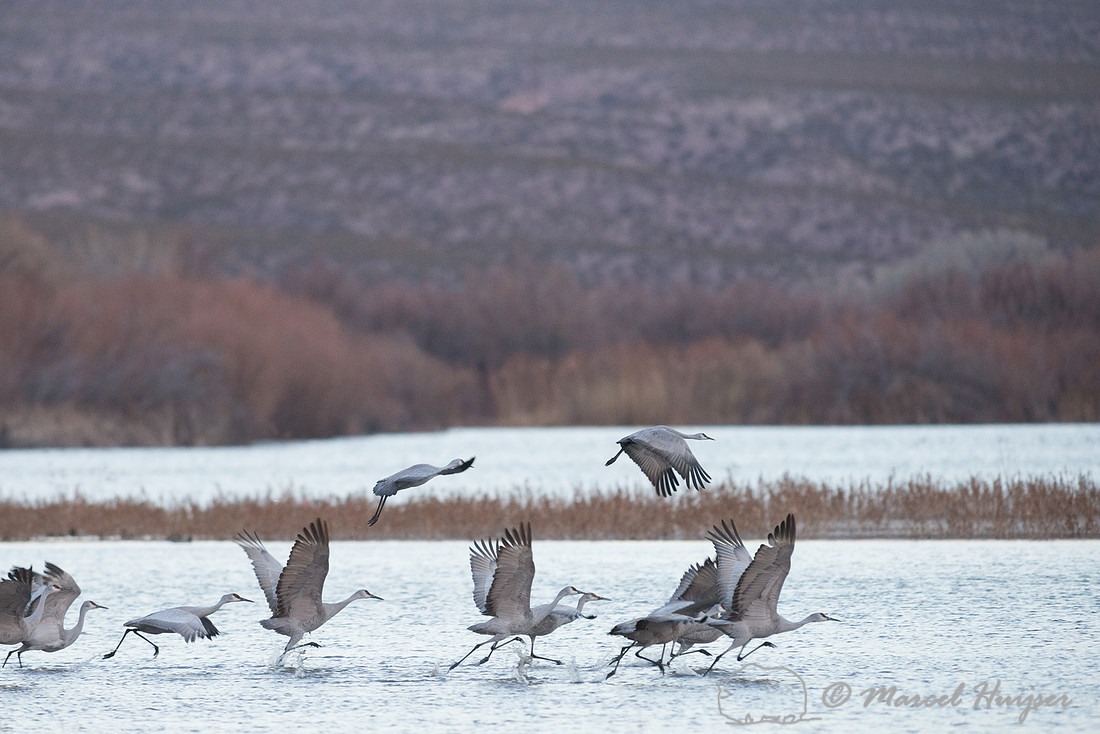 Sandhill cranes (Grus canadensis) at dusk, Bosque del Apache National Wildlife Refuge, New Mexico, USA
