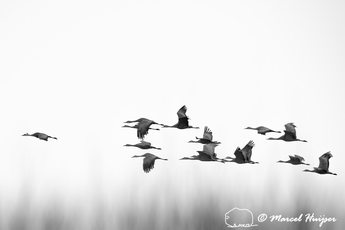 Sandhill cranes (Grus canadensis) at dusk, Bosque del Apache Nat
